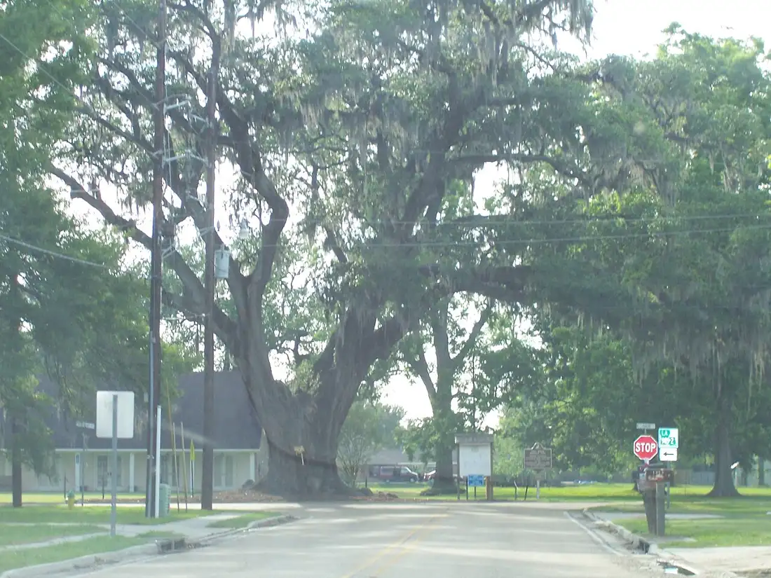 Tree service area - Brusly & Addis