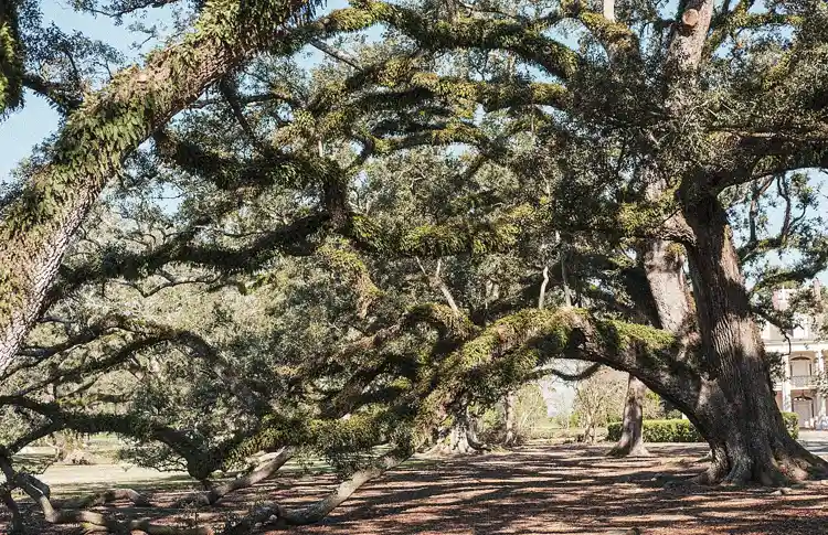 Tree services in Jefferson Terrace