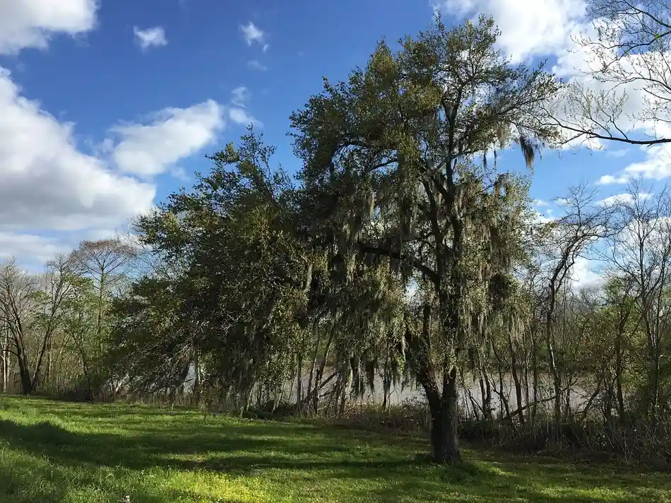 Tree services in Shenandoah