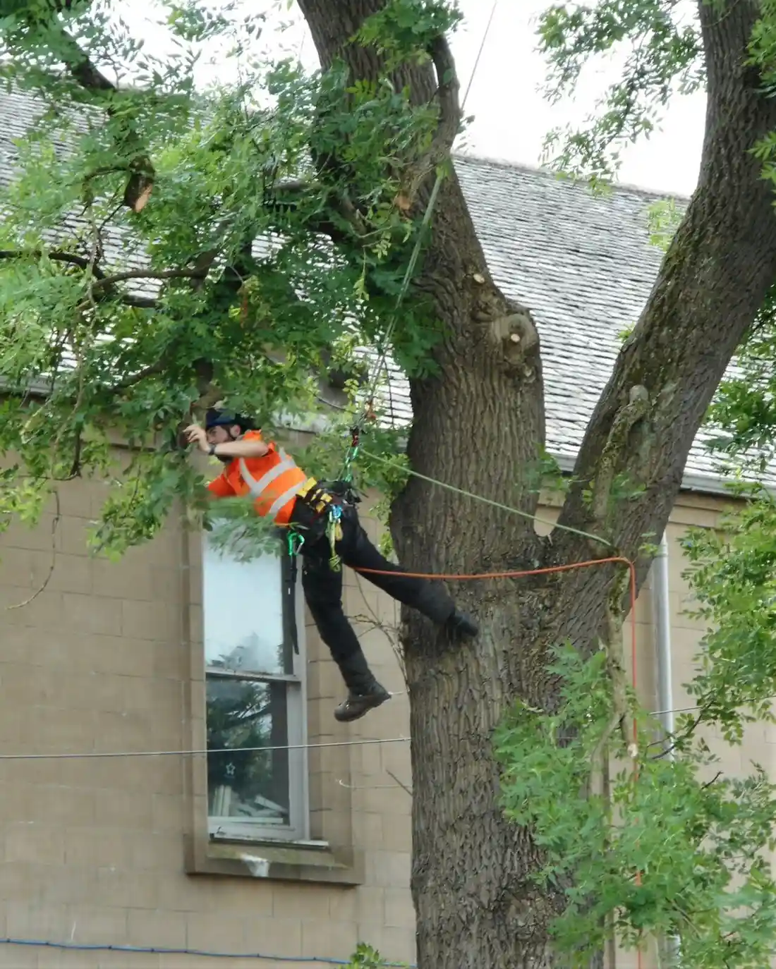 Arborist Services & Tree Care in Baton Rouge
