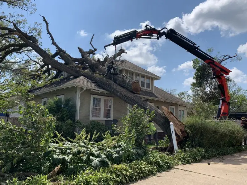 Crane-Assisted Tree Removal in Baton Rouge