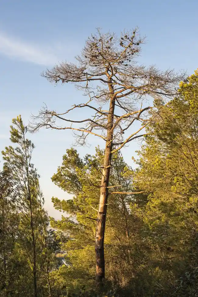 Dead Tree Removal in Baton Rouge