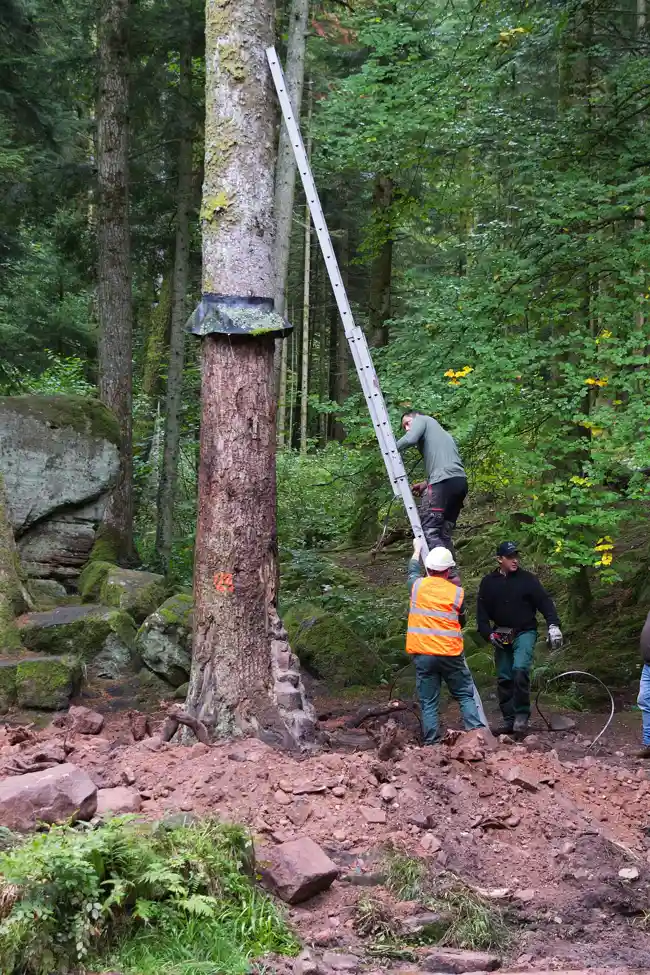 Tree Cutting & Sectional Dismantling in Baton Rouge