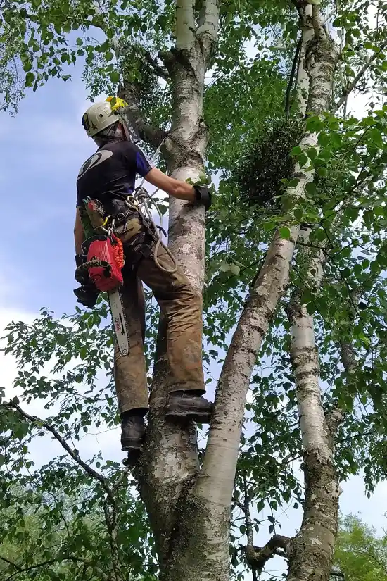 Tree Removal in Baton Rouge