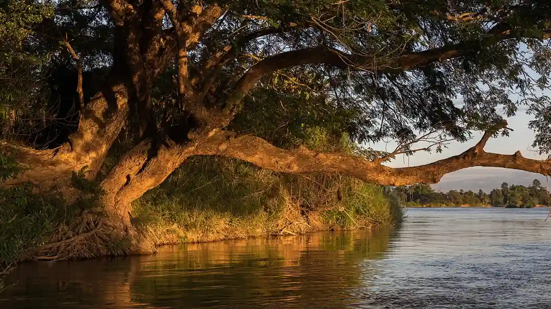 Tree Risk Assessment in Baton Rouge