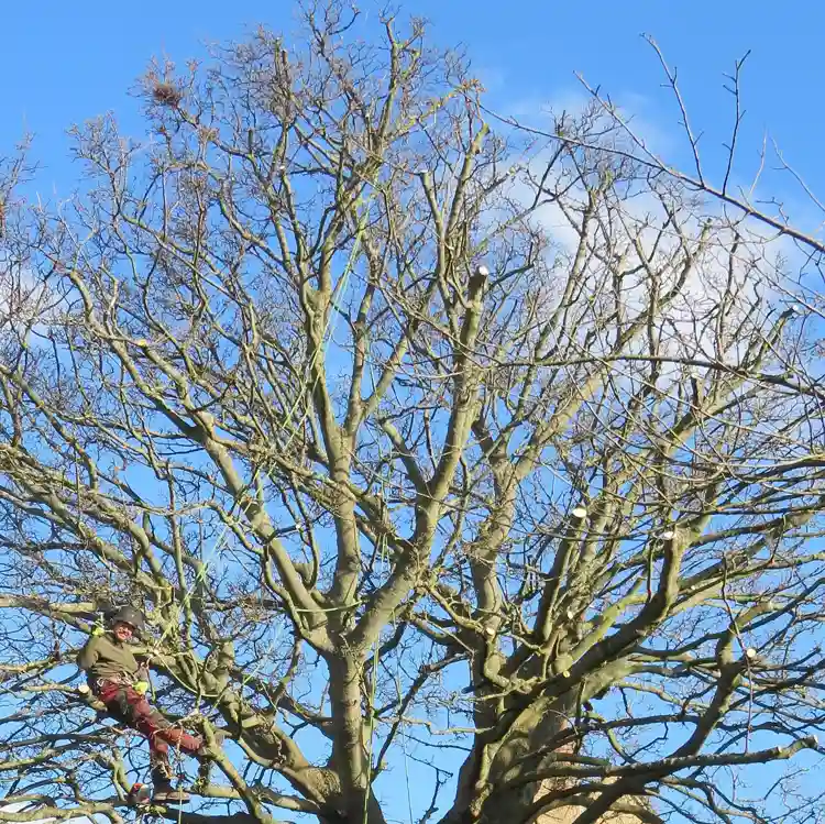 Tree Services in Baton Rouge
