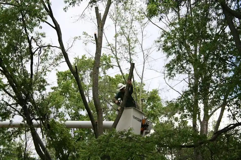 Tree Trimming & Pruning in Baton Rouge
